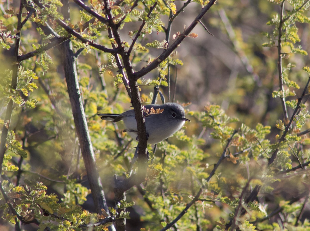 Black-tailed Gnatcatcher - ML628571817
