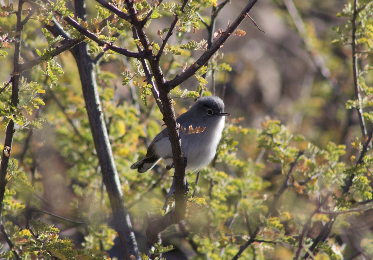 Black-tailed Gnatcatcher - ML628571818