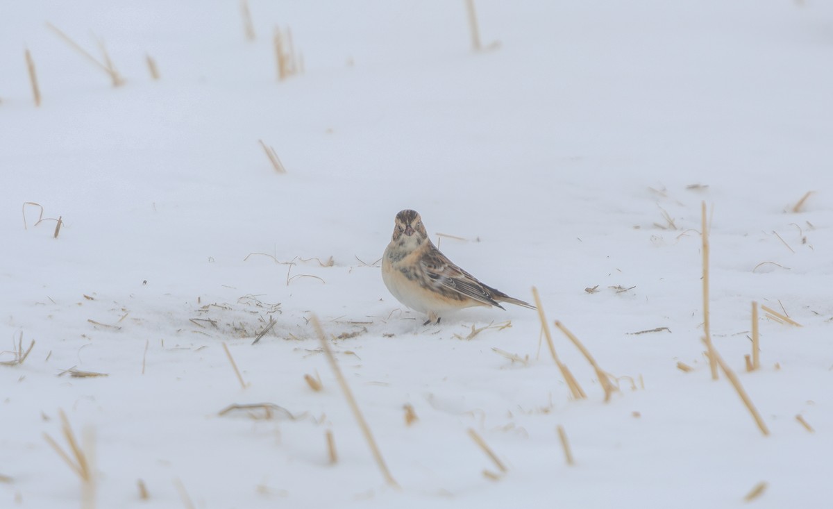 Lapland Longspur - ML628571852