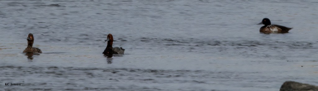 Greater Scaup - ML628571859