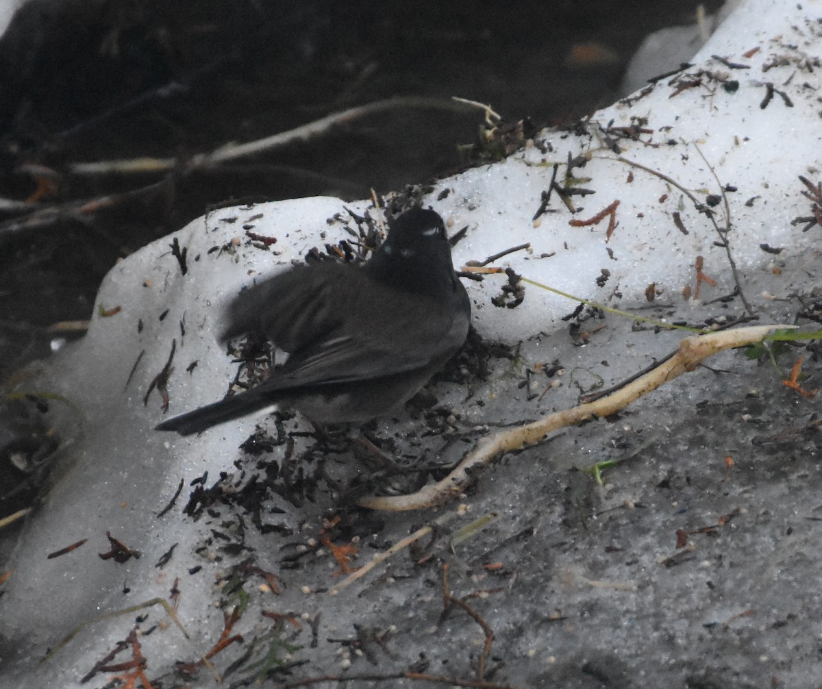 strnadec zimní - ML628571902