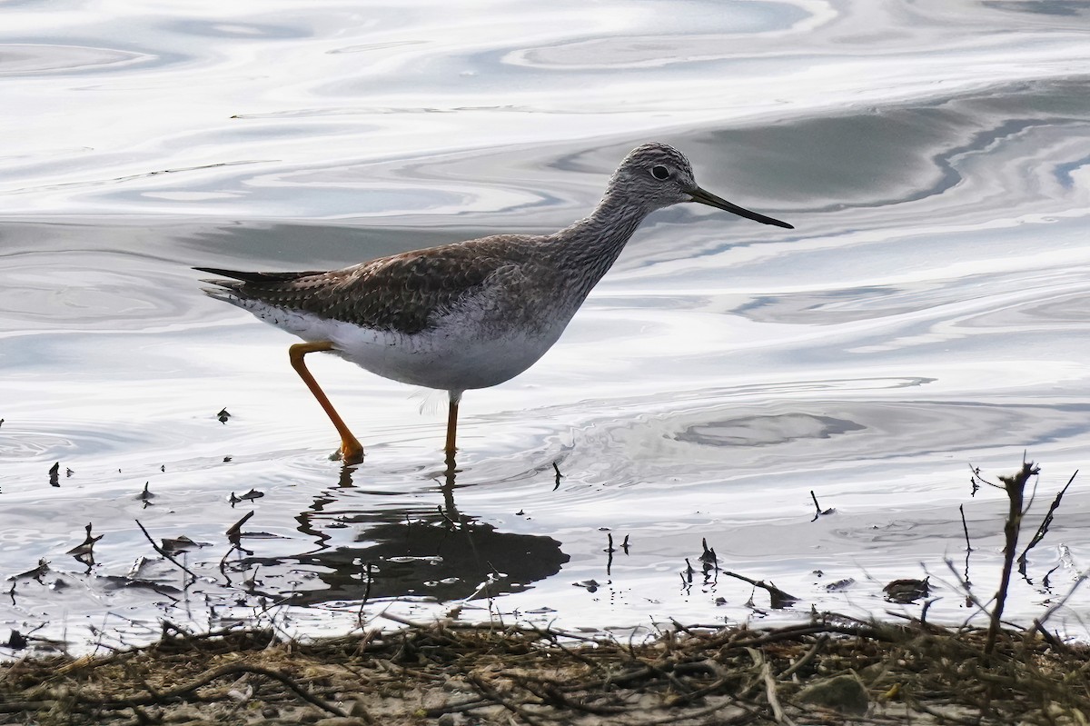 Greater Yellowlegs - Joanne Kimura