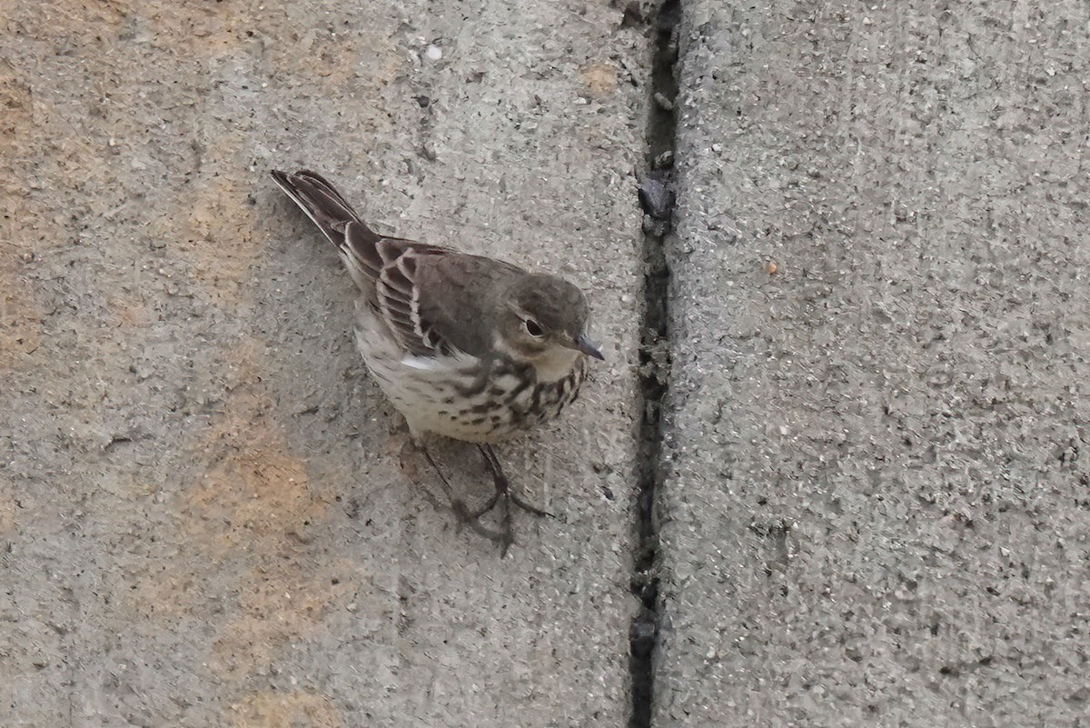 American Pipit - ML628572128