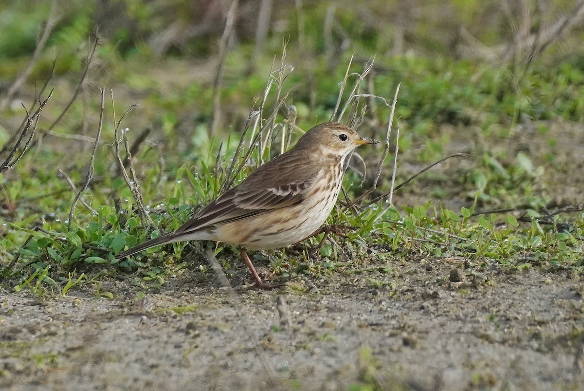 American Pipit - ML628572165