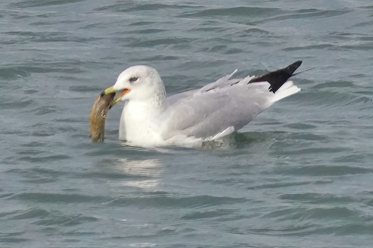 Ring-billed Gull - ML628572306
