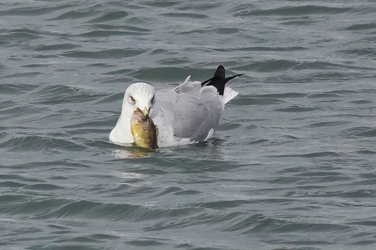 Ring-billed Gull - ML628572307