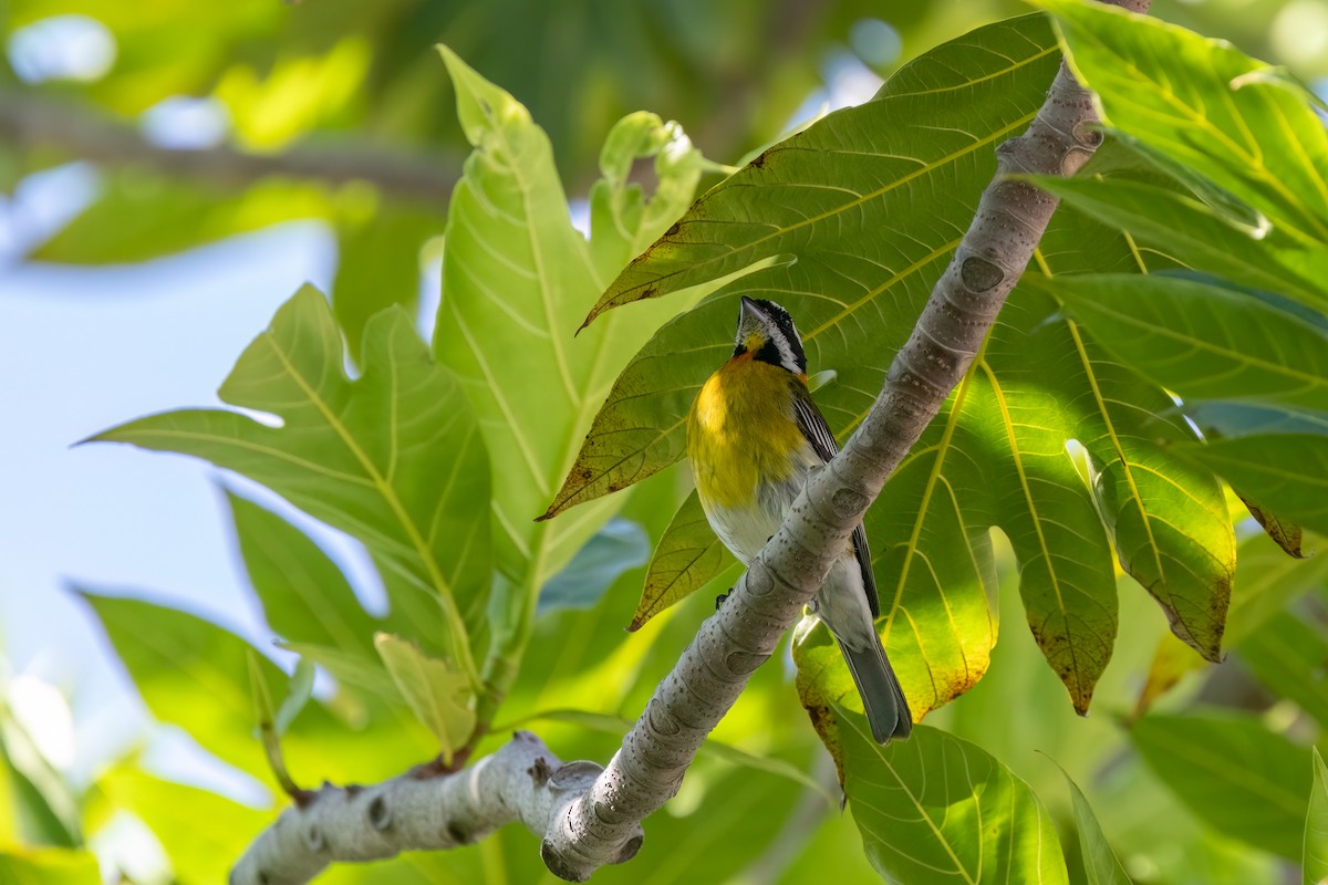 Puerto Rican Spindalis - Kalpesh Krishna