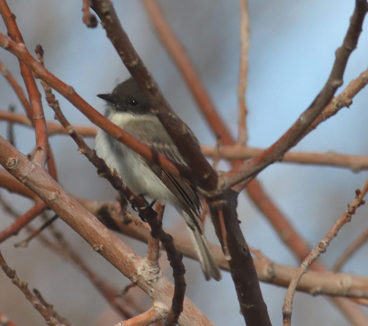 Eastern Phoebe - ML628572386
