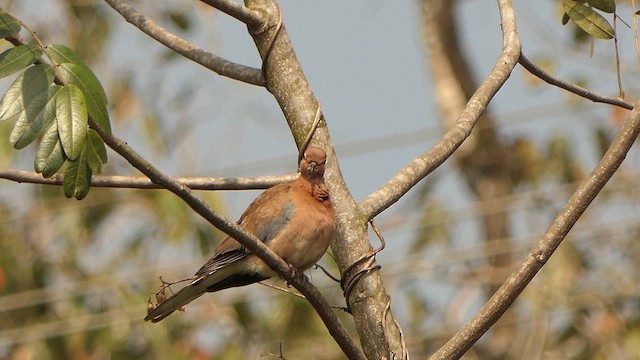 Laughing Dove - ML628572406