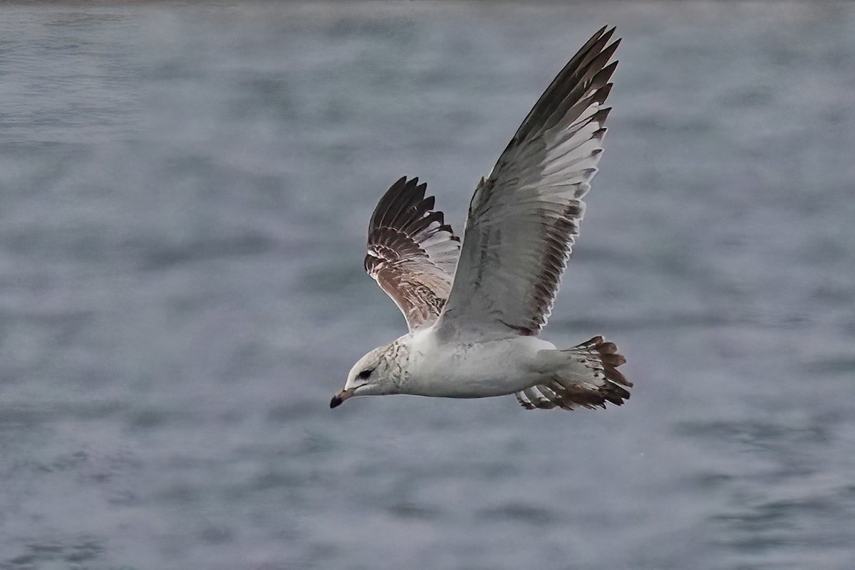 Ring-billed Gull - ML628572539