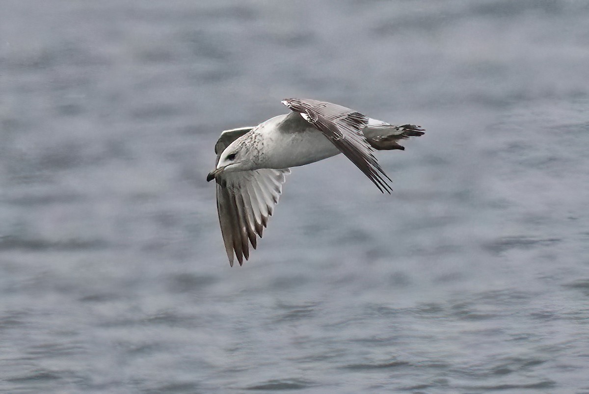 Ring-billed Gull - ML628572540