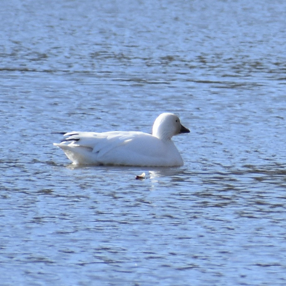 Snow Goose - ML628572666