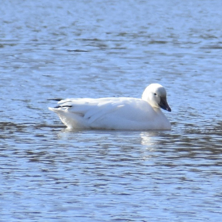 Snow Goose - ML628572667