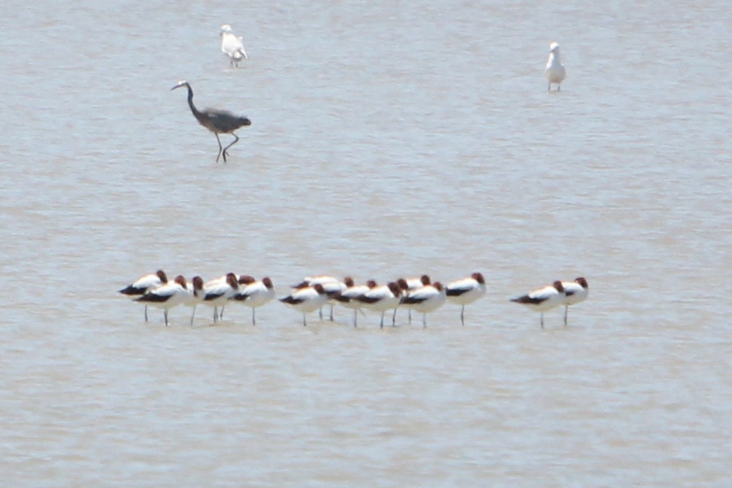 Red-necked Avocet - ML628572668