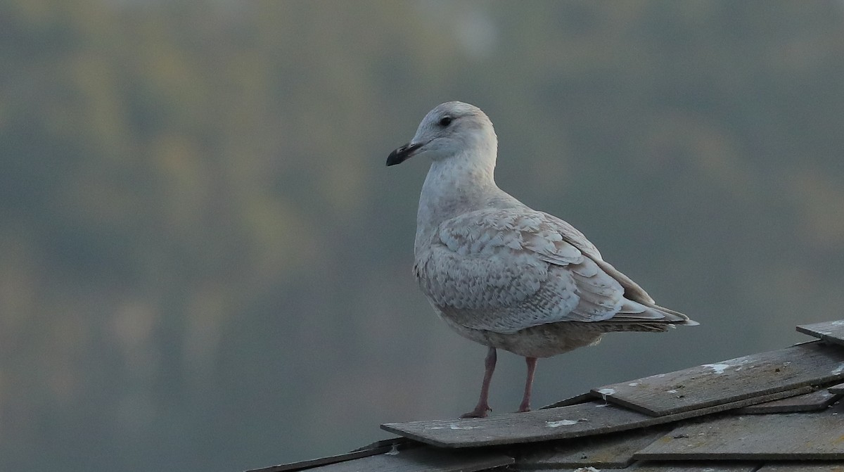 Iceland Gull (Thayer's) - ML628572669