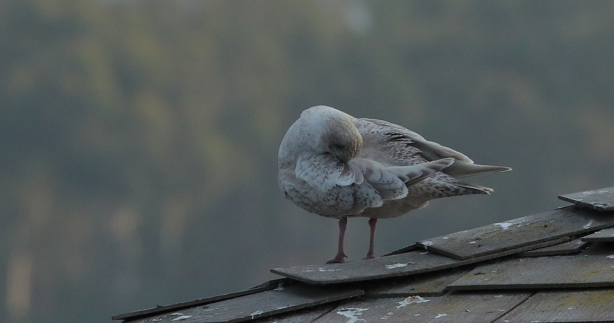 Iceland Gull (Thayer's) - ML628572671