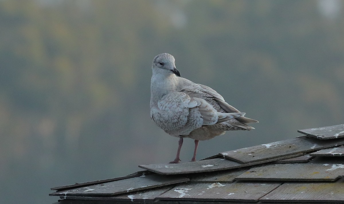 Iceland Gull (Thayer's) - ML628572672