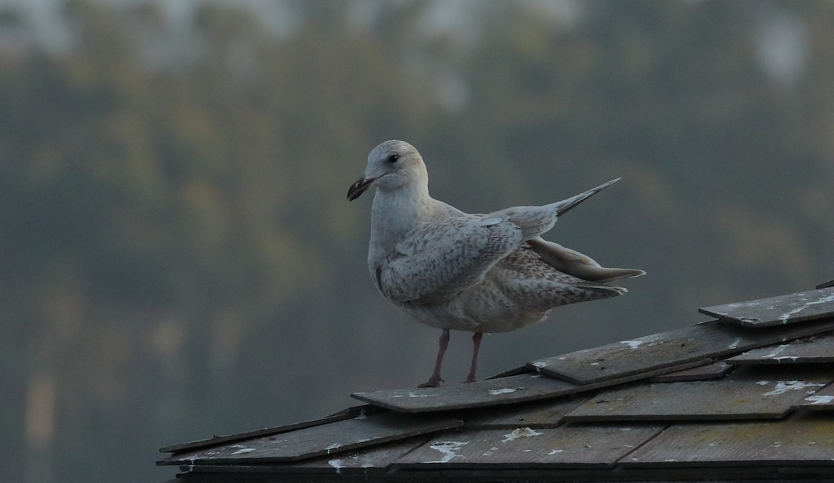 Iceland Gull (Thayer's) - ML628572673