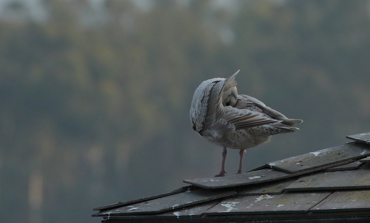 Iceland Gull (Thayer's) - ML628572674