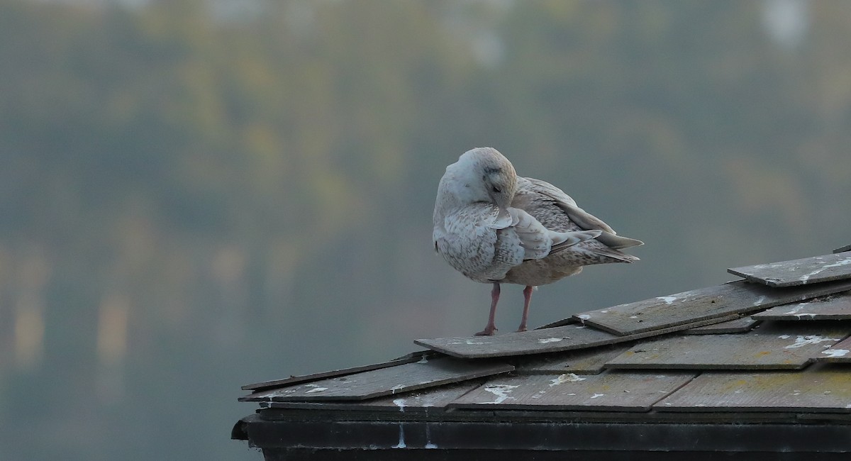 Iceland Gull (Thayer's) - ML628572675