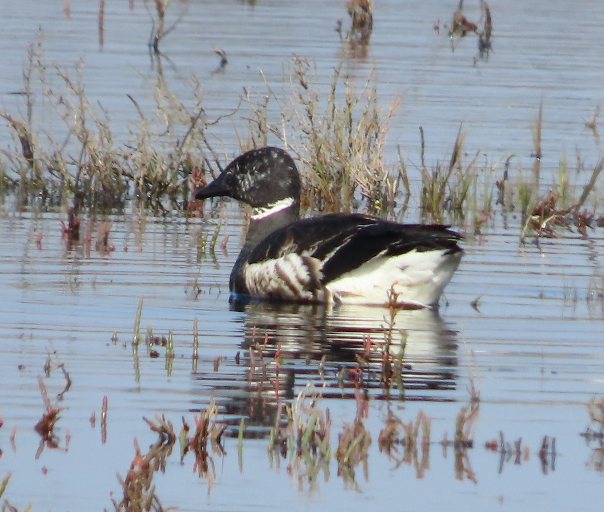 Brant - ML628573087