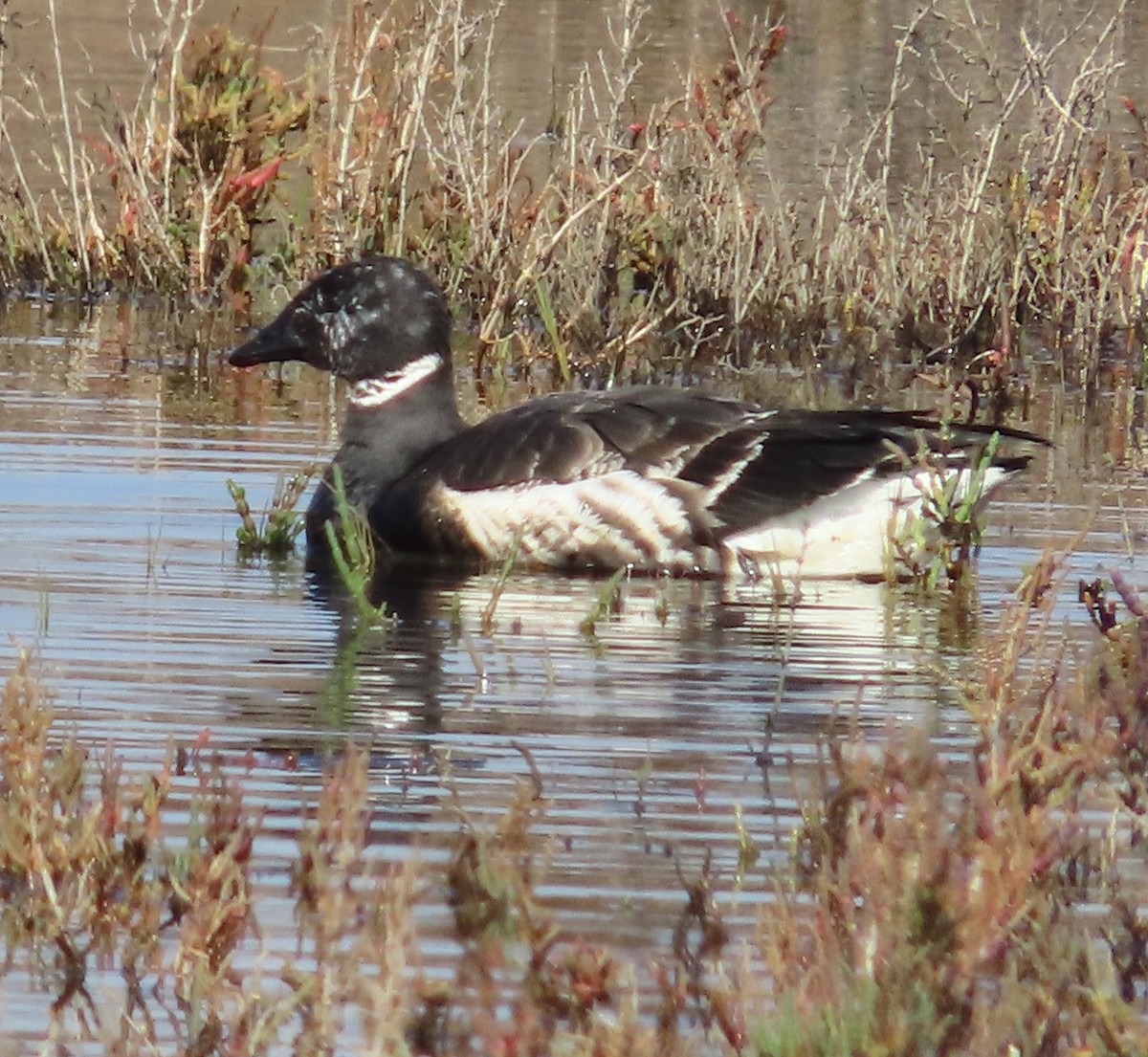 Brant - ML628573104