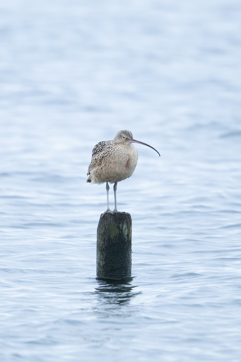 Long-billed Curlew - ML628573105
