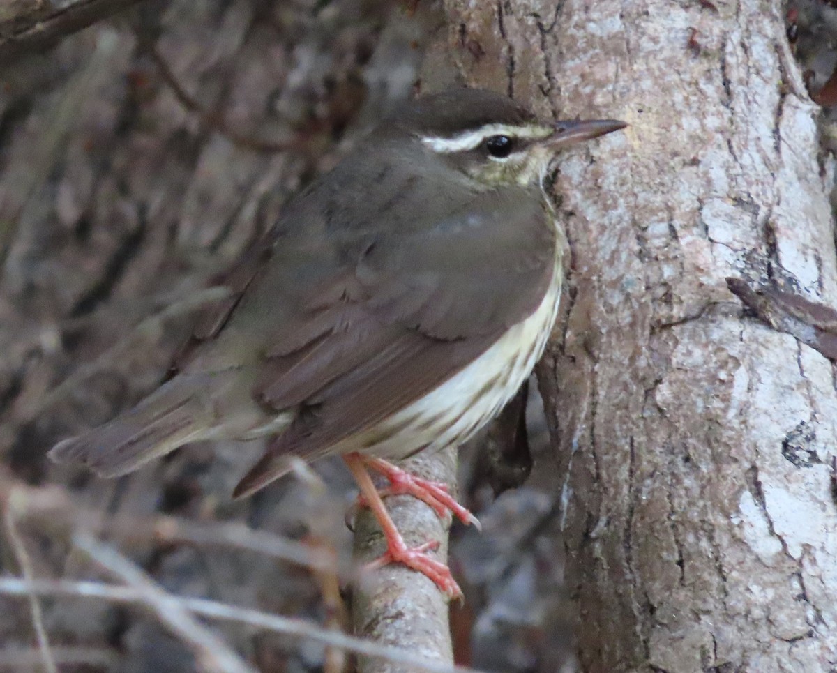 Louisiana Waterthrush - ML628573163