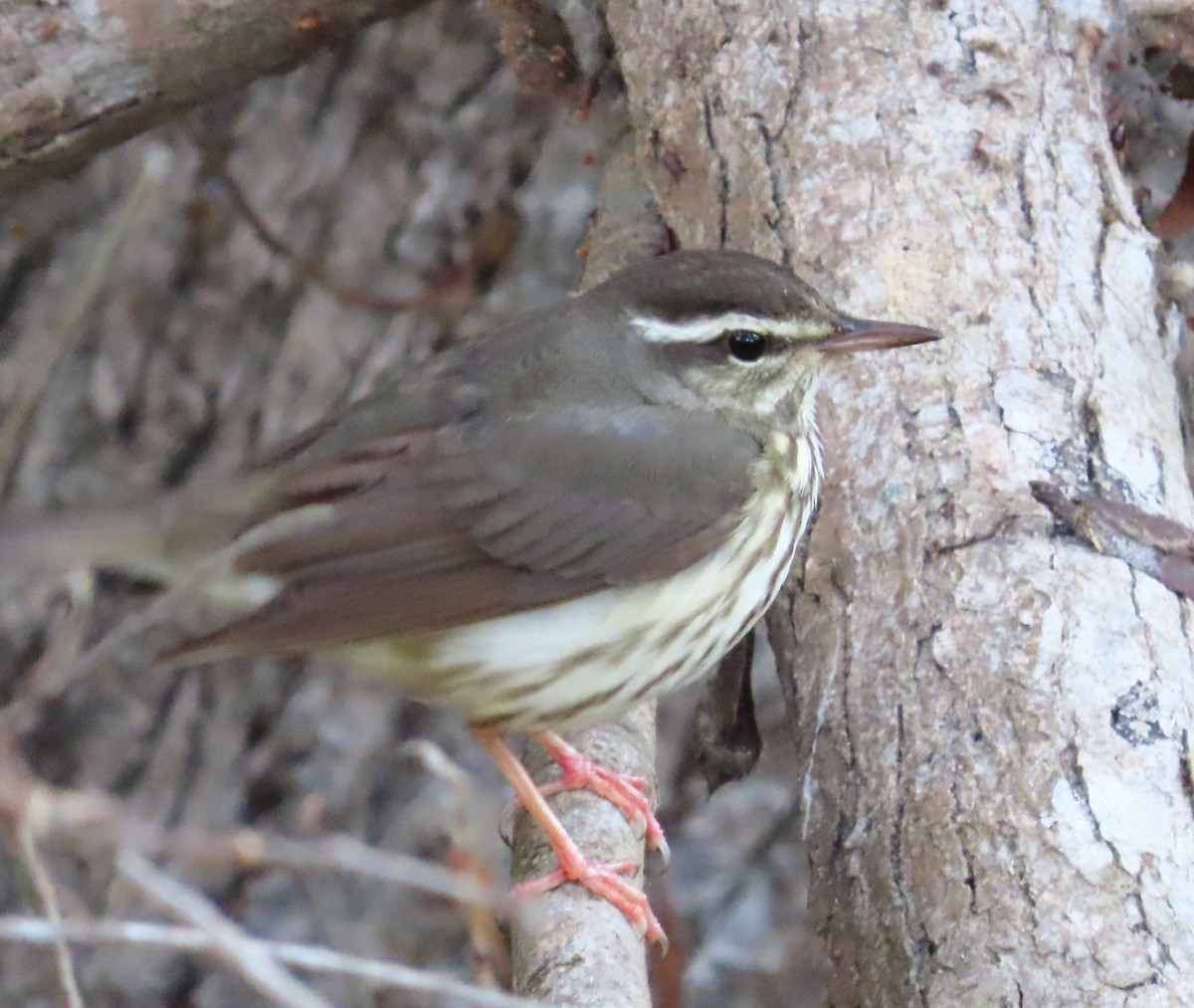 Louisiana Waterthrush - ML628573175