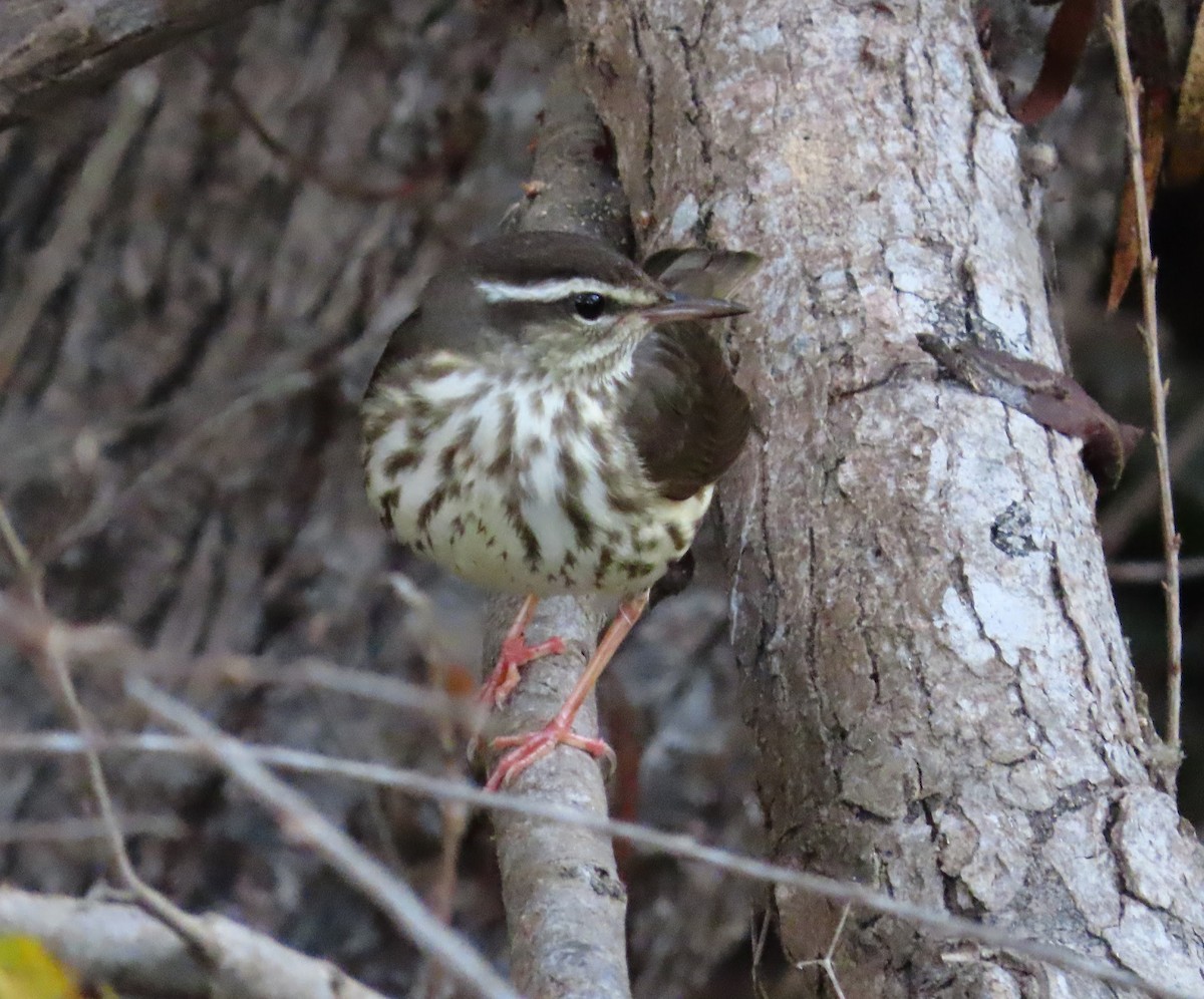 Louisiana Waterthrush - ML628573196