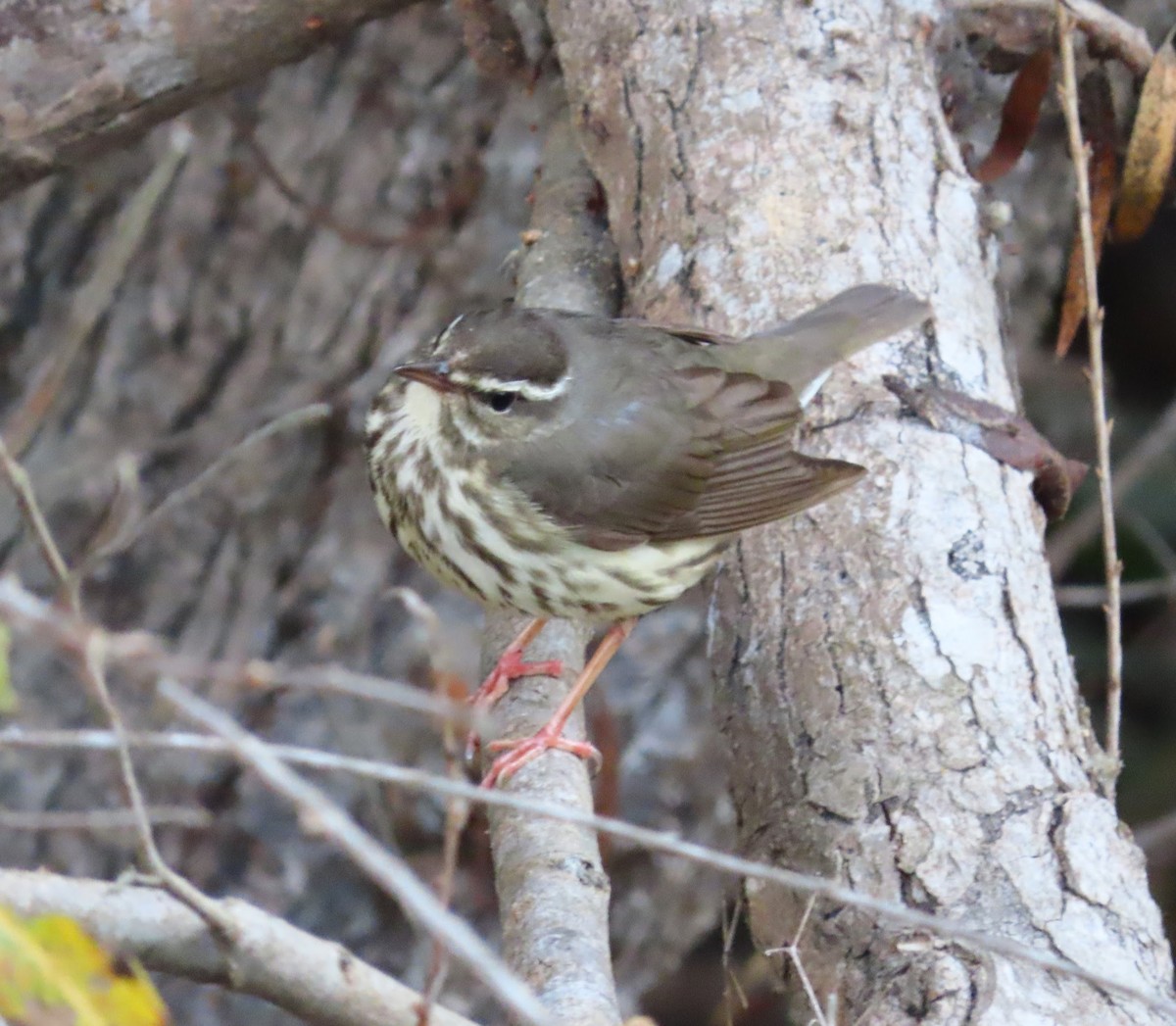 Louisiana Waterthrush - ML628573213