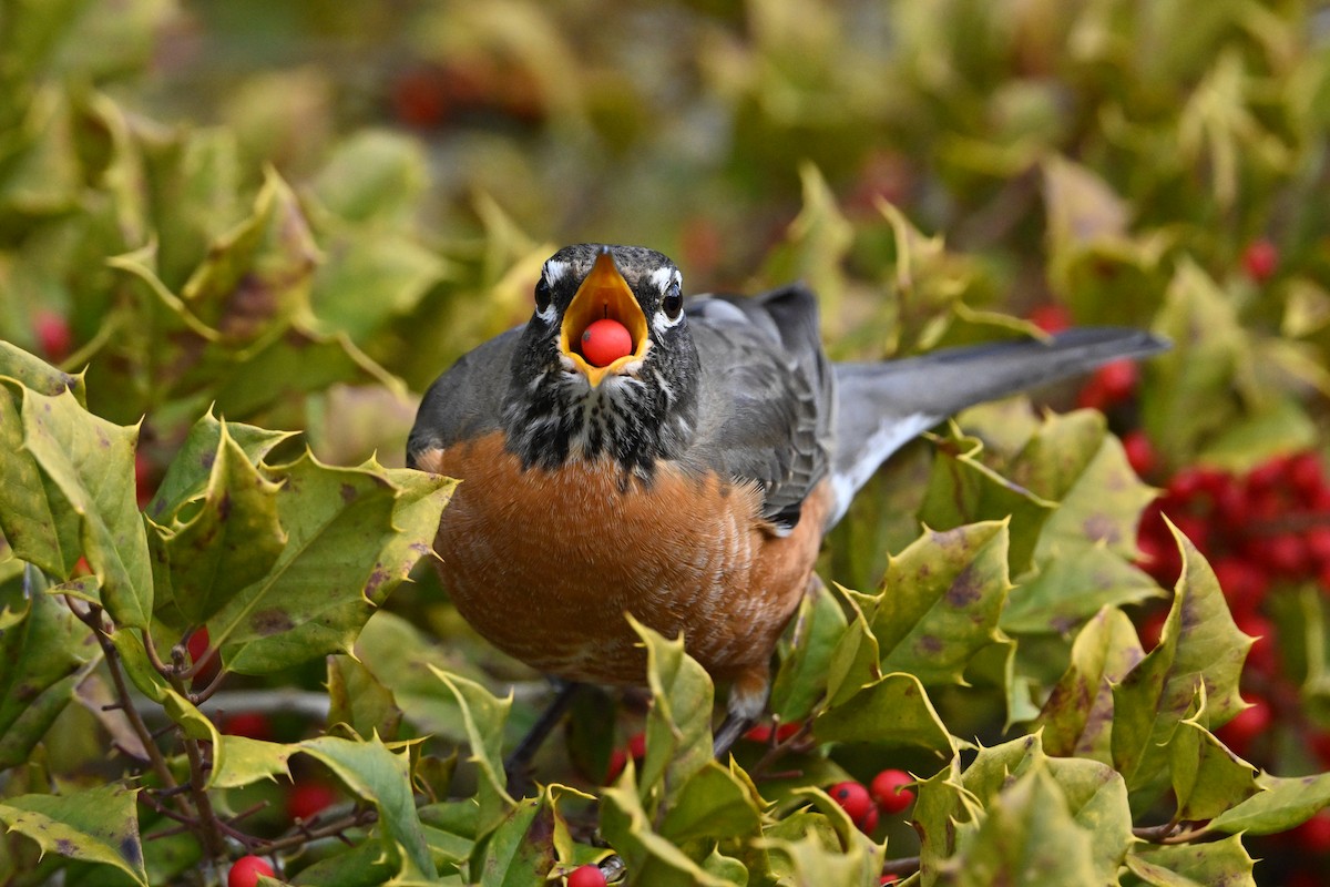 American Robin - ML628573376