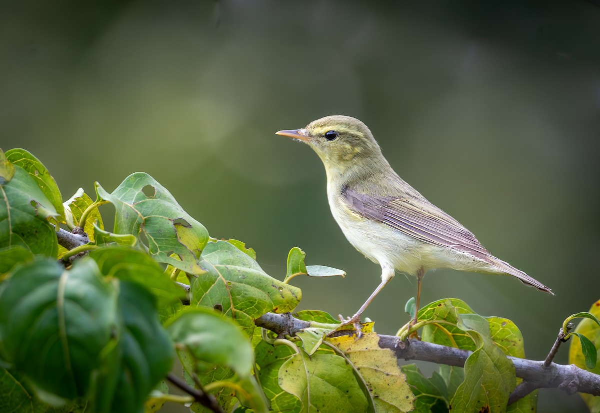 Green Warbler - ML628573459