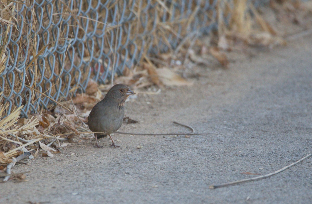 California Towhee - ML628573482