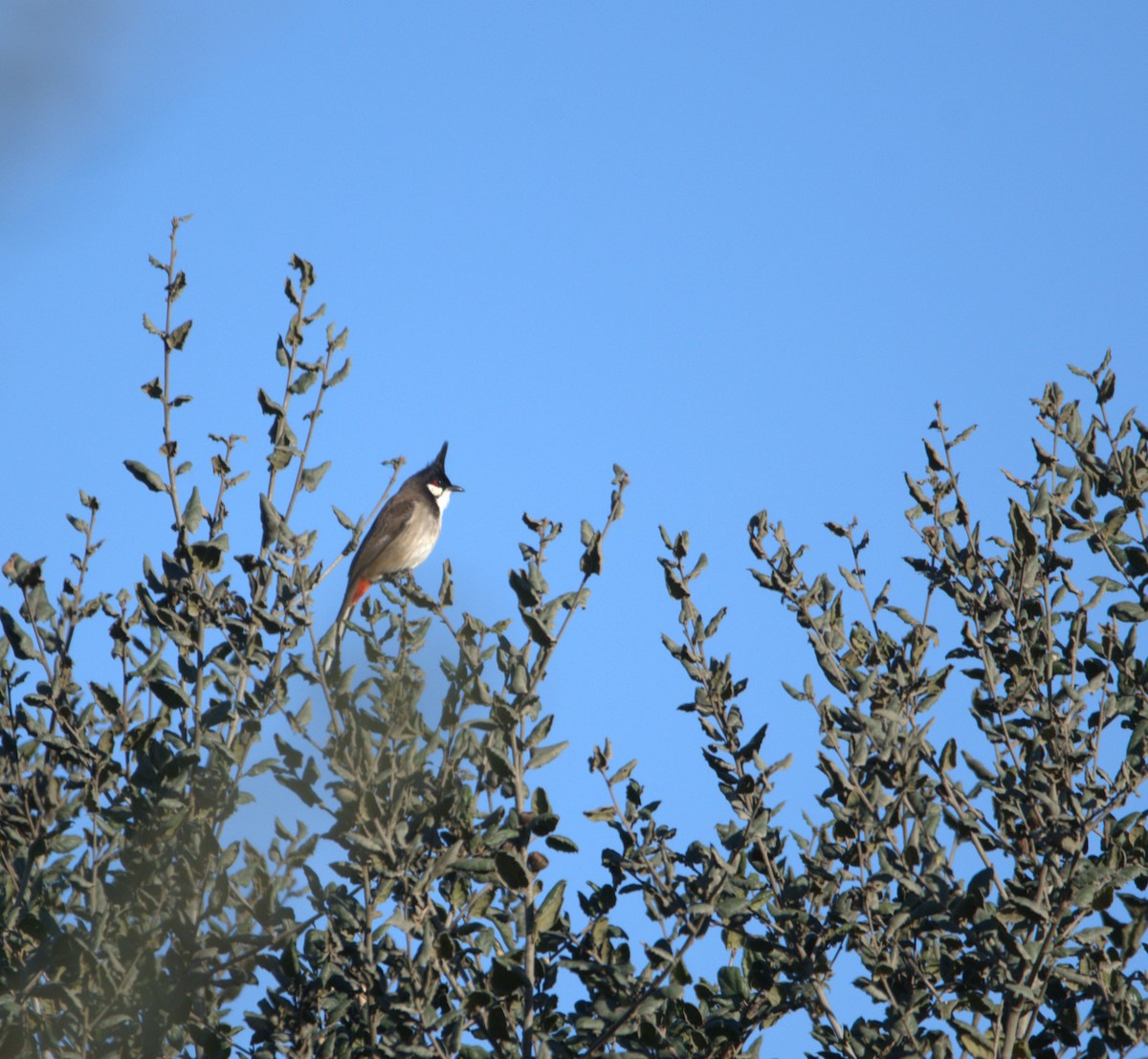 Red-whiskered Bulbul - ML628573585