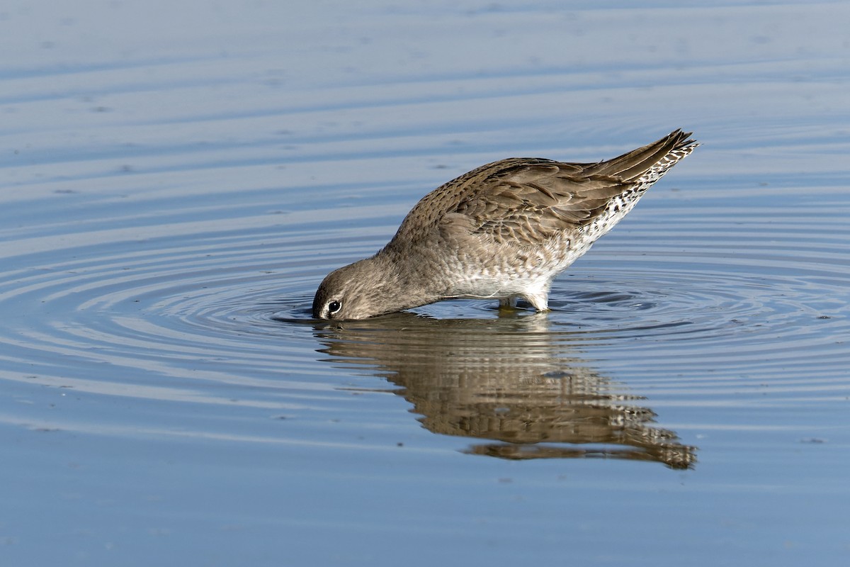 Long-billed Dowitcher - Karen Carter