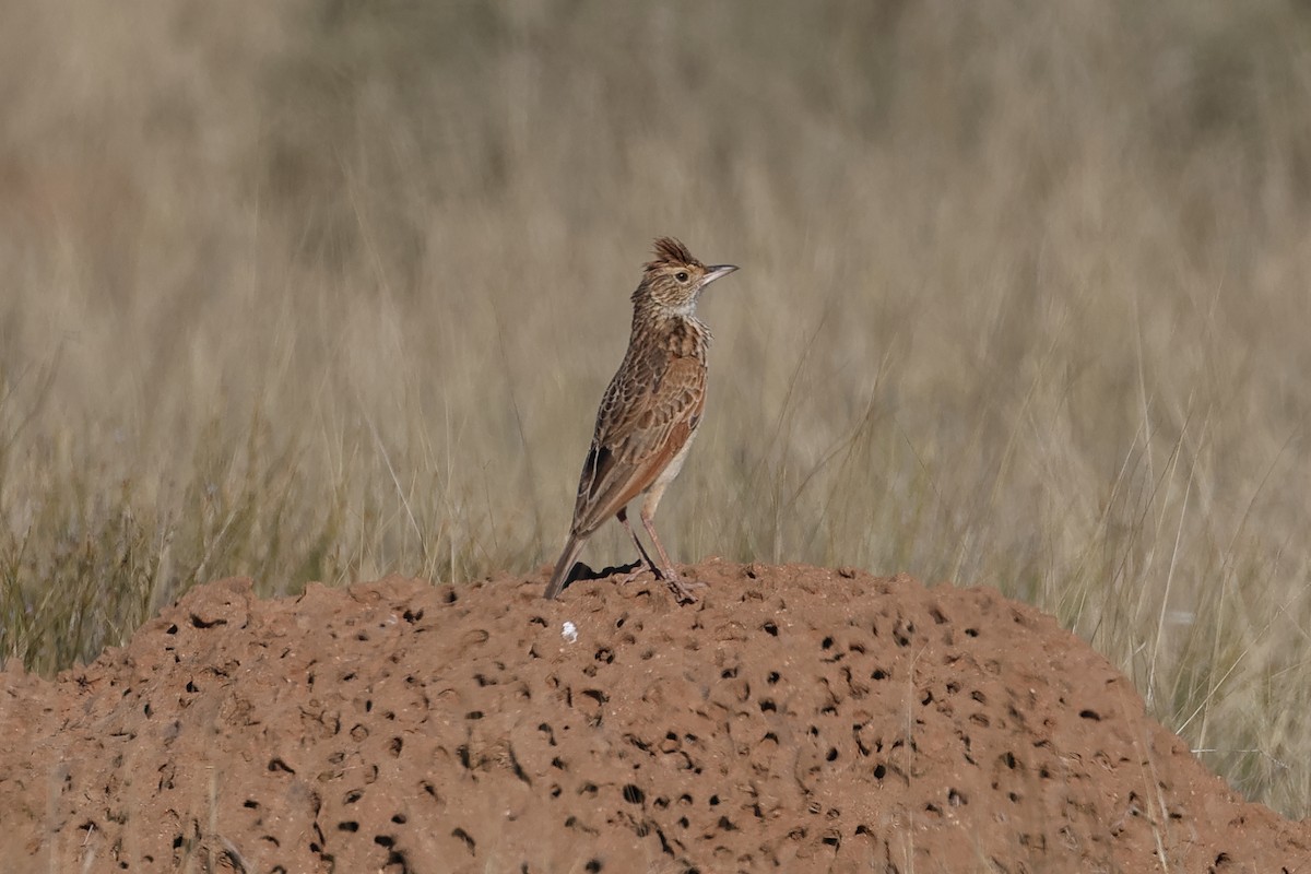 Rufous-naped Lark - ML628573656