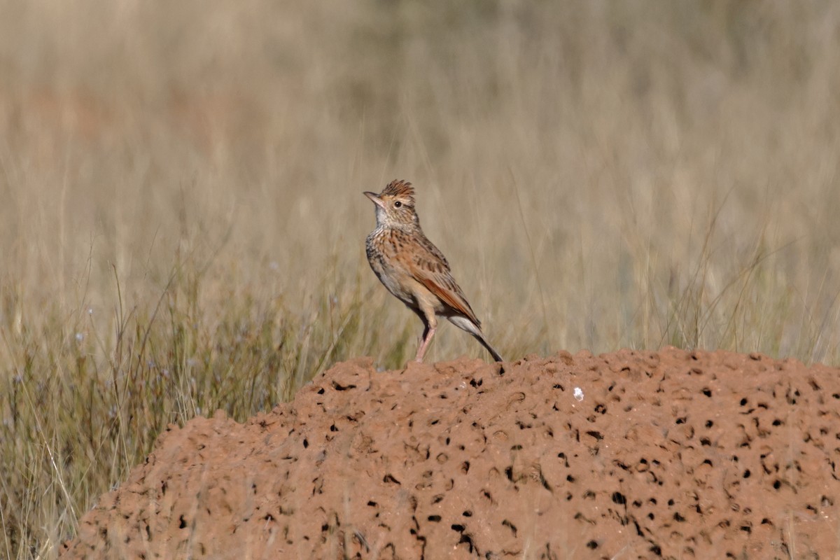 Rufous-naped Lark - ML628573657