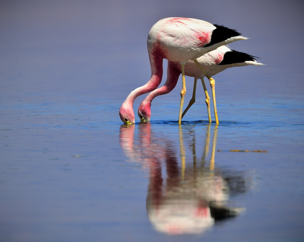 Andean Flamingo - ML628573942