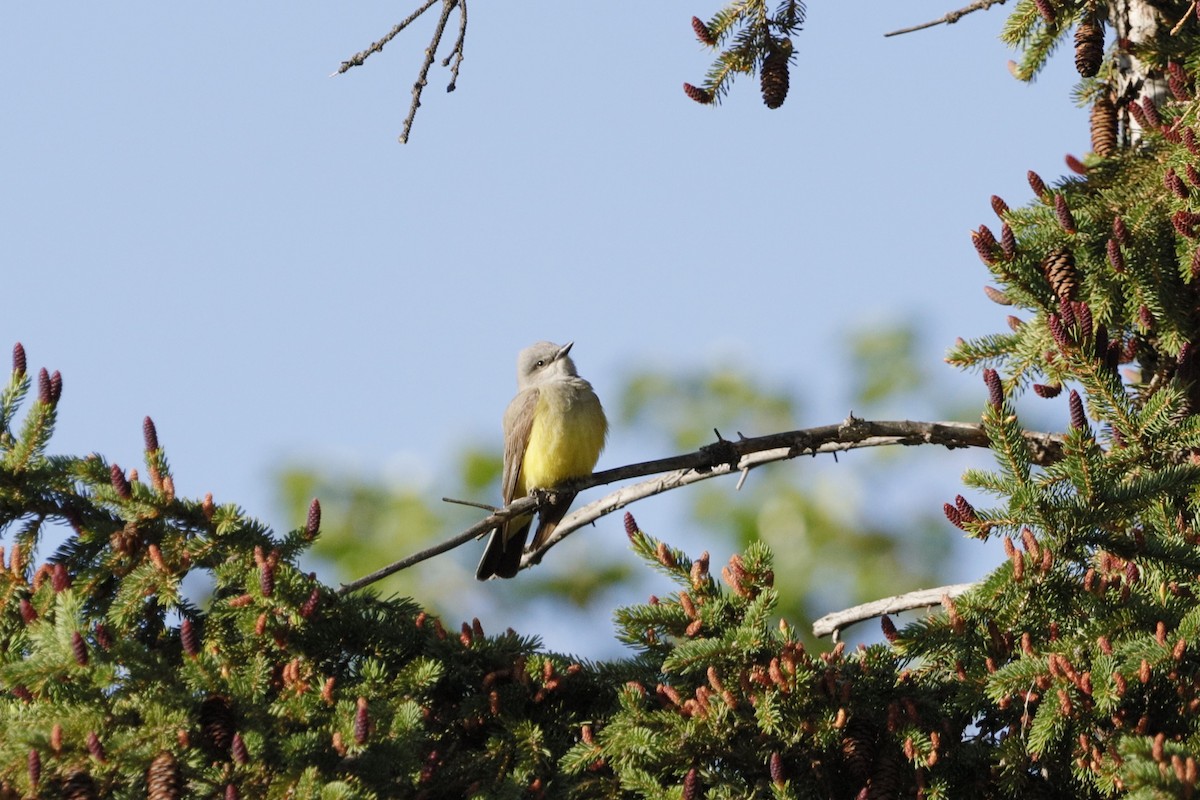 Schmalschnabel-Königstyrann - ML628573993