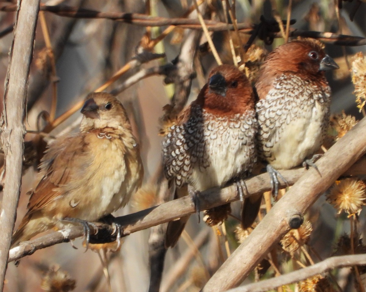 Scaly-breasted Munia - ML628574353