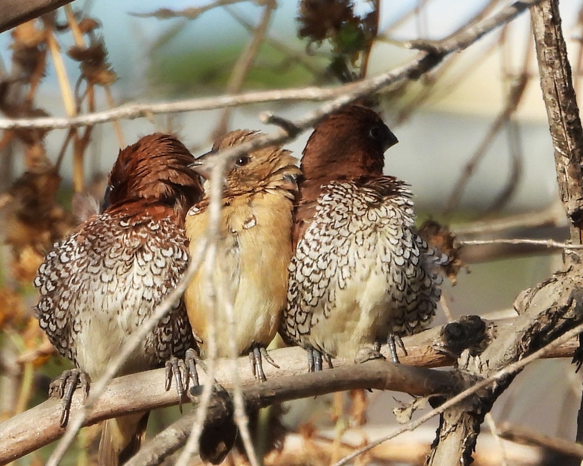 Scaly-breasted Munia - ML628574368