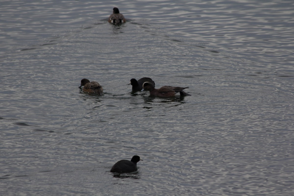 American Wigeon - ML628574487