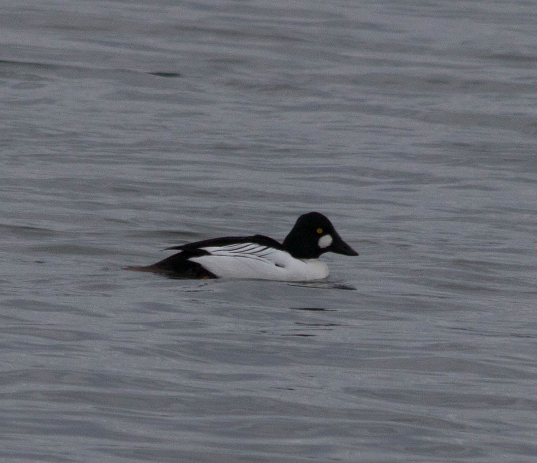 Common Goldeneye - ML628574499