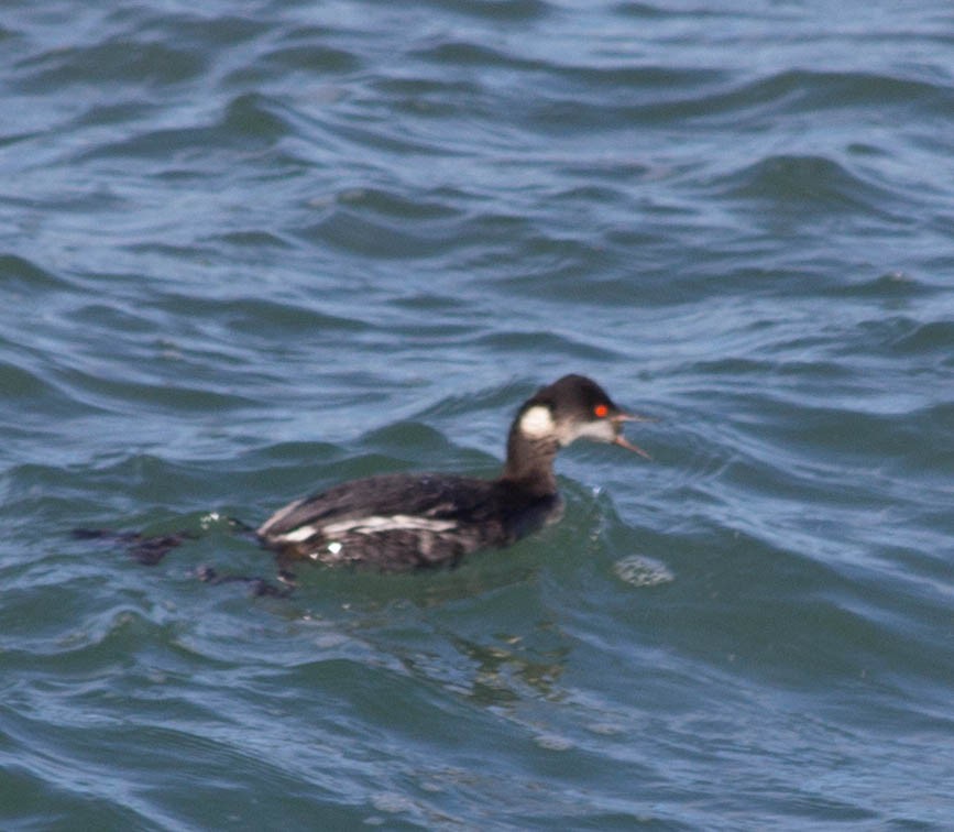 Eared Grebe - ML628574512