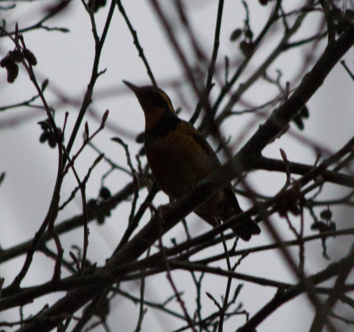 Varied Thrush - ML628574515