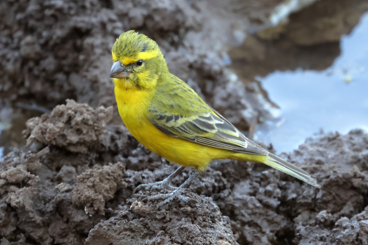 Serin de Sainte-Hélène - ML628574521