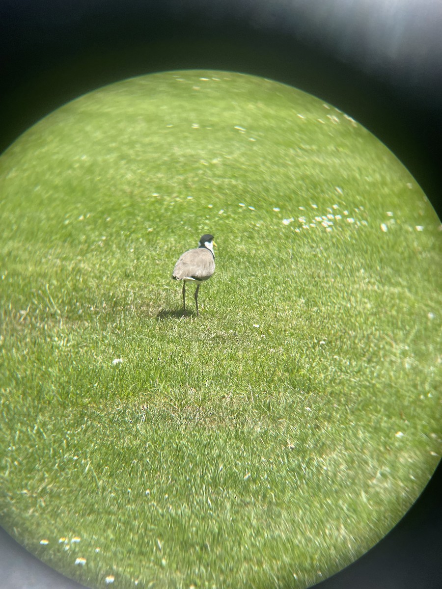 Masked Lapwing - ML628574676