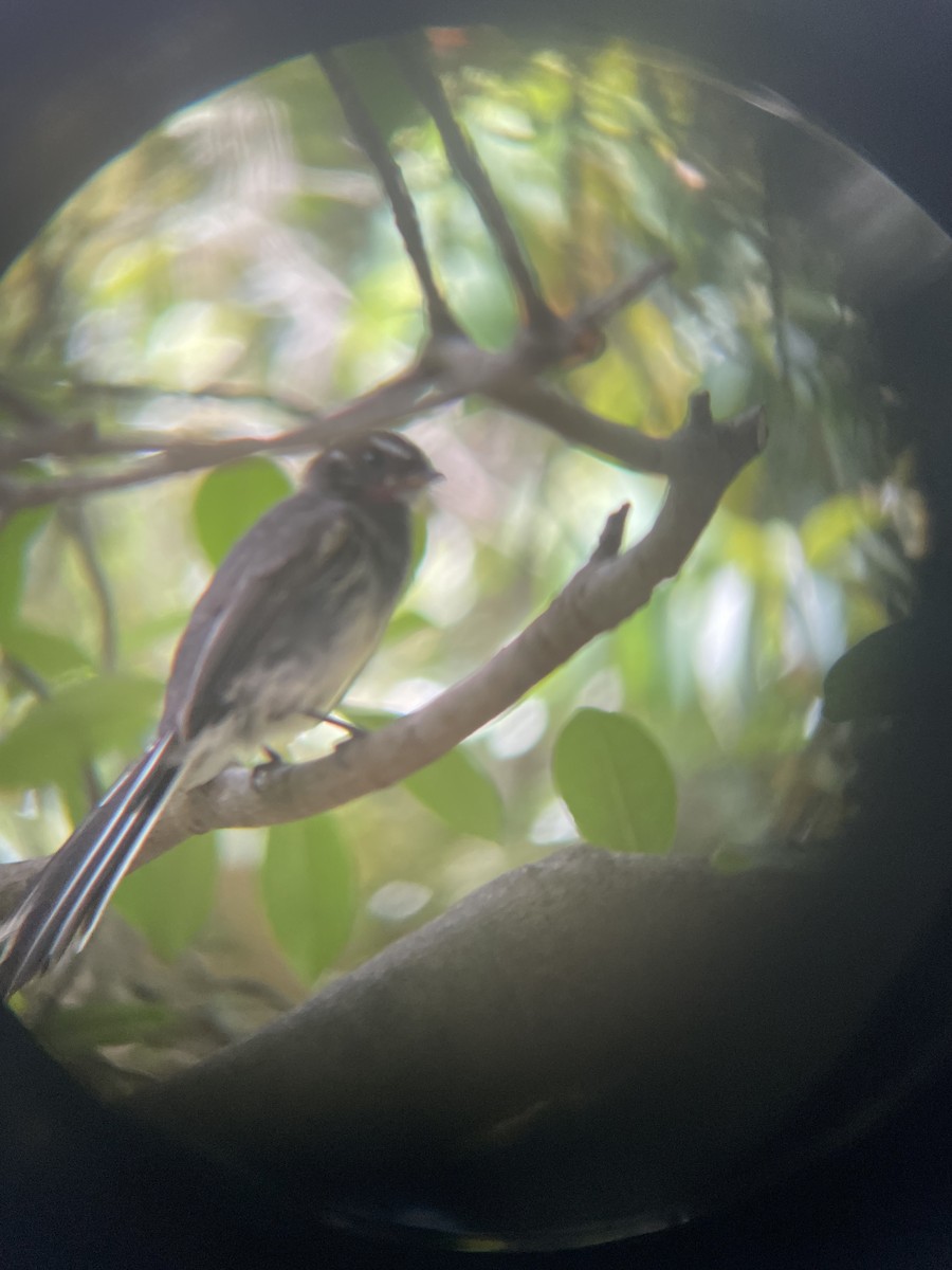 Gray Fantail - ML628574694