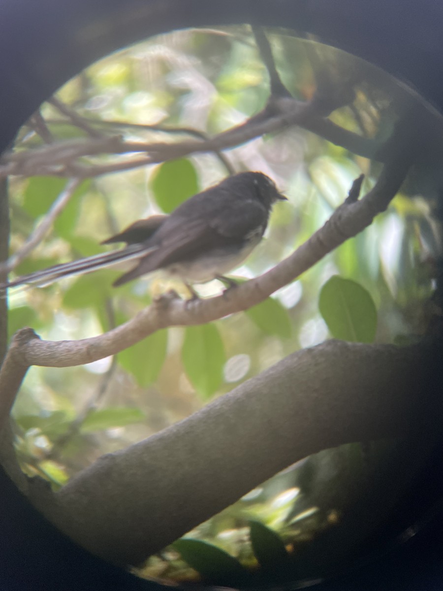 Gray Fantail - ML628574695